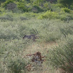 Gemsbok Namibia