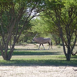 Gemsbok Namibia