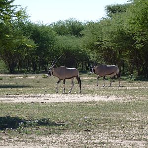 Gemsbok Namibia