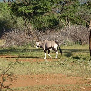 Gemsbok Namibia