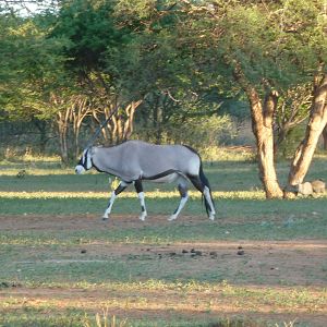 Gemsbok Namibia