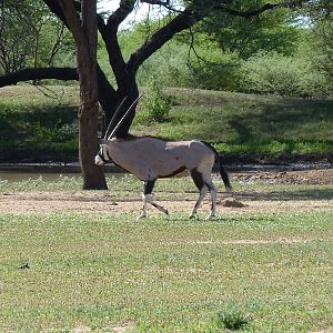 Gemsbok Namibia