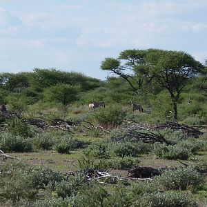 Gemsbok Namibia