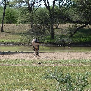 Gemsbok Namibia