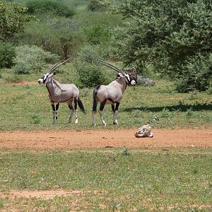 Gemsbok Namibia