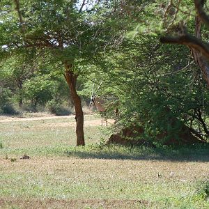 Gemsbok Namibia