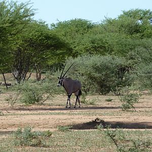 Gemsbok Namibia