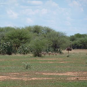 Ostrich Namibia