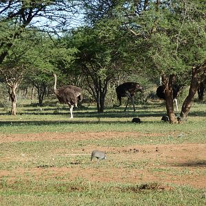 Ostrich Namibia