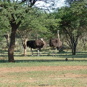 Ostrich Namibia