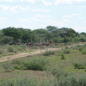 Ostrich Namibia