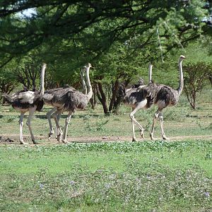 Ostrich Namibia