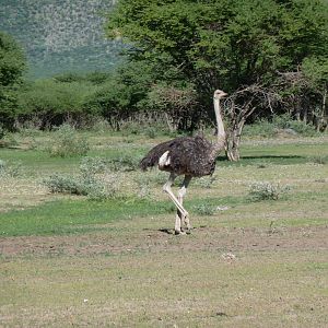 Ostrich Namibia