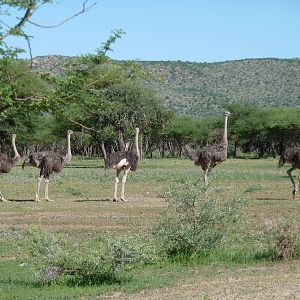 Ostrich Namibia