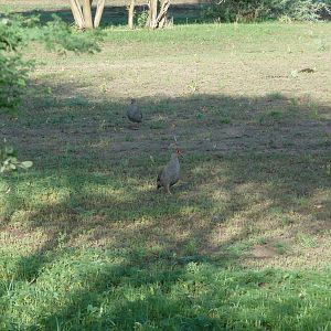 Francolin Namibia