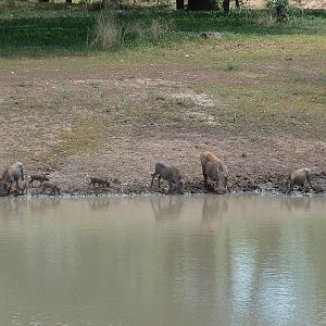 Warthog Namibia