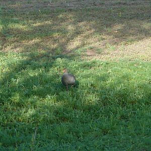 Francolin Namibia