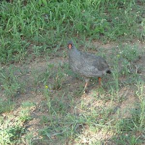 Francolin Namibia