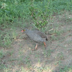 Francolin Namibia