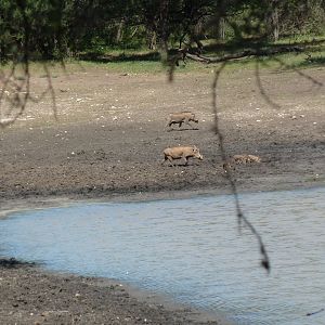 Warthog Namibia