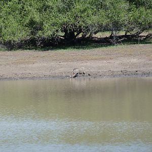 Warthog Namibia