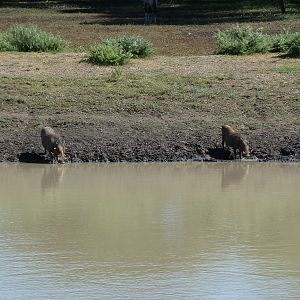 Warthog Namibia