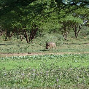 Warthog Namibia