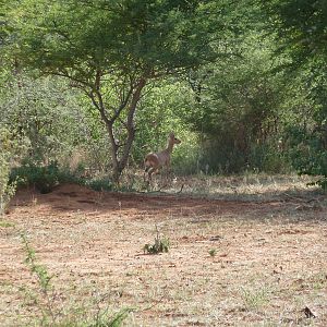 Steenbok Namibia