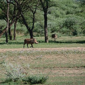 Warthog Namibia