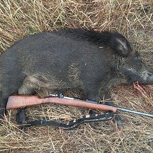 Bengal Bush Boars Hunt