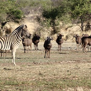 Zebra And Black Wildebeest At Zana Botes Safari