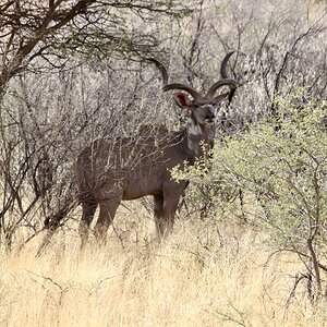 Young Kudu Bull At Zana Botes Safari