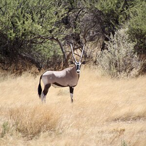 Gemsbok At Zana Botes Safari