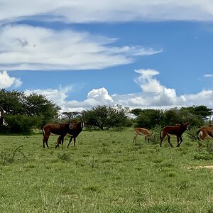 Sables At Zana Botes Safari