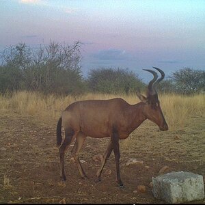 Red Hartebeest At Zana Botes Safari