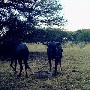 Blue Wildebeest At Zana Botes Safari