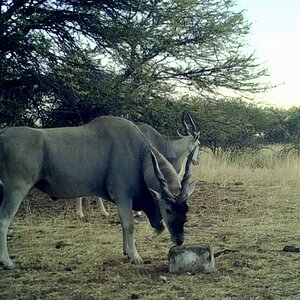 Eland Bull At Zana Botes Safari