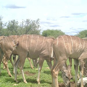 Kudu Females Loving The Green At Zana Botes Safari