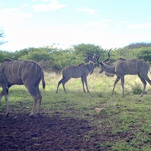 Kudu Bulls At Zana Botes Safari