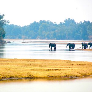 Elephants Zambia Africa