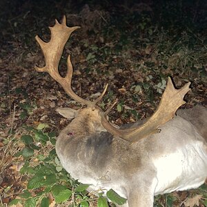 Fallow Deer Hunt