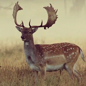 Fallow Deer