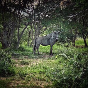 Blue Wildebeest Limpopo South Africa