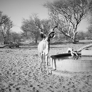 Kudu Limpopo South Africa