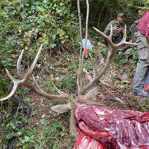 Red Deer Hunt