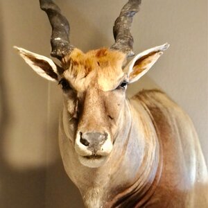 Eland Shoulder Mount Taxidermy