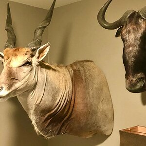 Eland & Blue Wildebeest Shoulder Mount Taxidermy