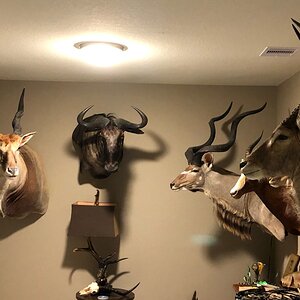 Eland, Blue Wildebeest, Kudu & Waterbuck Shoulder Mount Taxidermy