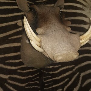 Warthog Shoulder Mount Taxidermy