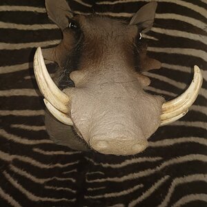 Warthog Shoulder Mount Taxidermy